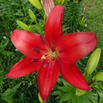 Rote Lilienblüte by kattobello