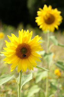 Einfach schön: Sonnenblumen; 30.08.2017 von Anja  Bagunk