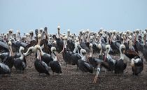 pelicans by emanuele molinari