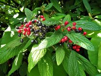 rote und schwarze Früchte am Hartriegelbusch von assy