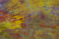 Petrified Wood close-up von Danita Delimont