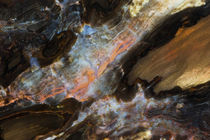 Petrified Wood close-up von Danita Delimont