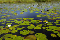 Water lilies, Okavango Delta, Botswana, Africa von Danita Delimont