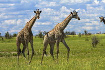 Giraffe, Nxai Pan National Park, Botswana, Africa by Danita Delimont