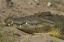 Nile crocodile, Chobe River, Chobe National Park, Kasane, Bo... von Danita Delimont