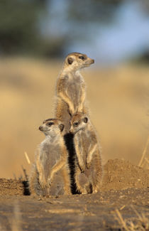 A trio of Suricates sunning themselves at their den. by Danita Delimont