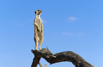 A Suricate sentinel standing on a log. by Danita Delimont