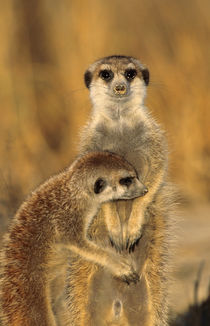 A Suricate mother and young interacting. by Danita Delimont