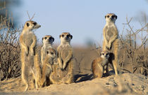 A Suricate family sunning themselves at their den. by Danita Delimont