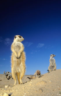 A small Suricate family interacting at their den. by Danita Delimont