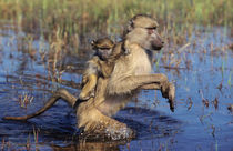 A Chacma Baboon carrying young through a river von Danita Delimont