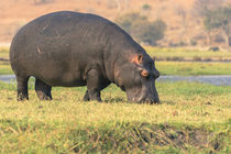 Chobe National Park. Hippo grazing near the Chobe river. by Danita Delimont