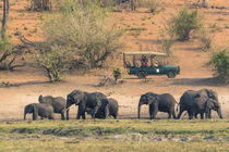Chobe National Park. Watching elephants from a safari vehicl... by Danita Delimont