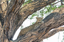 Okavango Delta. Khwai concession. Female leopard resting hig... by Danita Delimont