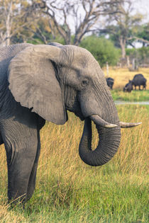 Okavango Delta. Khwai concession. Elephant grazing near the ... by Danita Delimont