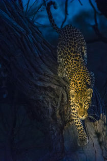 Okavango Delta. Khwai concession. Leopard climbing out of a ... von Danita Delimont