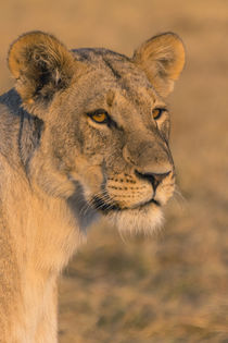 Chobe National Park. Savuti. Female lion . von Danita Delimont