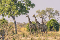 Chobe National Park. Savuti. Giraffes intently watching a hi... von Danita Delimont