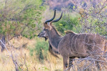 Chobe National Park. Savuti. Greater kudu by Danita Delimont