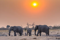 Chobe National Park. Savuti. Harvey's Pan. Elephants drinkin... von Danita Delimont