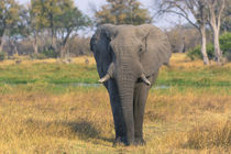 Okavango Delta. Khwai Concession. Elephant grazing near the ... by Danita Delimont