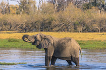Okavango Delta. Khwai Concession. Elephant drinking. von Danita Delimont