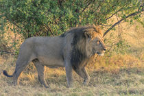 Chobe National Park. Savuti. Male lion walking. von Danita Delimont