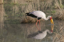 Yellowi-billed Stork Fishing by Danita Delimont