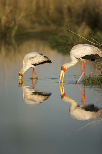 Yellow Billed Storks, Moremi Game Reserve, Botswana von Danita Delimont