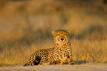 Cheetah, Moremi Game Reserve, Botswana von Danita Delimont