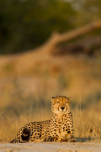Cheetah at Dawn, Moremi Game Reserve, Botswana by Danita Delimont
