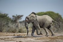 Elephant Running To Water, Nxai Pan National Park, Botswana by Danita Delimont