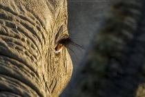 Elephant Eye at Dawn, Moremi Game Reserve,Botswana von Danita Delimont