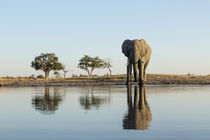 African Elephant at Water Hole, Chobe National Park, Botswana by Danita Delimont