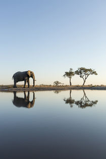 African Elephant at Water Hole, Chobe National Park, Botswana by Danita Delimont