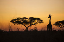 Giraffe at Sunset, Chobe National Park, Botswana by Danita Delimont