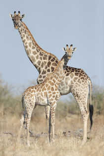 Giraffe and Calf, Chobe National Park, Botswana von Danita Delimont