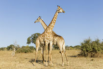 Giraffes Standing Side by Side, Chobe National Park, Botswana by Danita Delimont