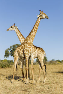 Giraffes Standing Side by Side, Chobe National Park, Botswana von Danita Delimont