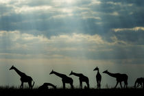 Giraffe Herd, Chobe National Park, Botswana by Danita Delimont