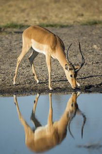 Male Impala Drinking, Chobe National Park,Botswana by Danita Delimont