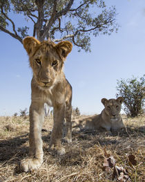 Lion Cub Approaching Camera, Chobe National Park, Botswana by Danita Delimont