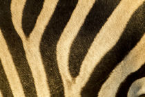 Plains Zebra Stripes, Moremi Game Reserve, Botswana by Danita Delimont