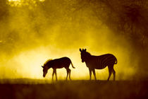 Plains Zebra at Sunset, Moremi Game Reserve, Botswana von Danita Delimont