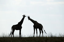 Giraffe Herd, Chobe National Park, Botswana von Danita Delimont
