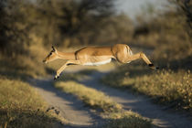 Impala Leaping in Savuti Marsh, Chobe National Park, Botswana von Danita Delimont