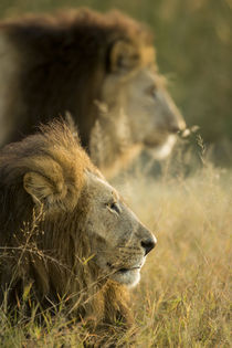 Male Lions at Dawn, Moremi Game Reserve, Botswana by Danita Delimont