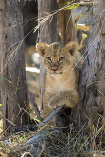 Lion Cub in Savuti Marsh, Chobe National Park, Botswana von Danita Delimont