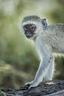 Vervet Monkey, Moremi Game Reserve, Botswana by Danita Delimont