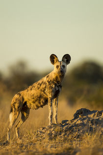 Wild Dog at Dawn, Moremi Game Reserve, Botswana von Danita Delimont